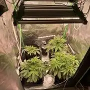 New money 💰  black amber x eye candy