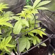 Lemonpaya coco fall 2025