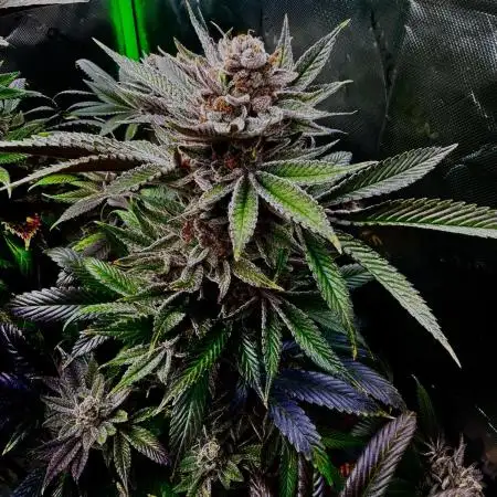Joker 31