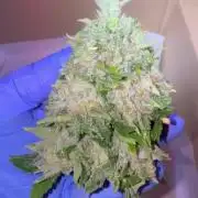 Lemonpaya coco fall 2025