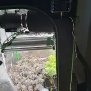 mellowz  2025  rosin run