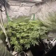 mellowz  2025  rosin run