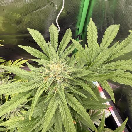 Lemonpaya coco fall 2025