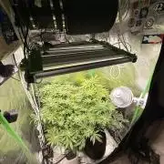 Lemonpaya coco fall 2025