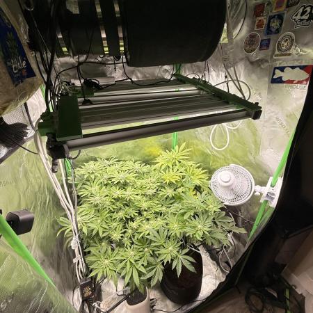 Lemonpaya coco fall 2025