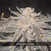 mellowz  2025  rosin run