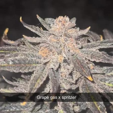 mellowz  2025  rosin run