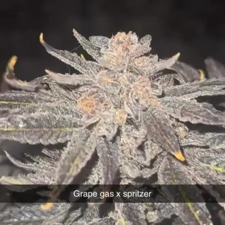 mellowz  2025  rosin run