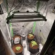 New money 💰  black amber x eye candy