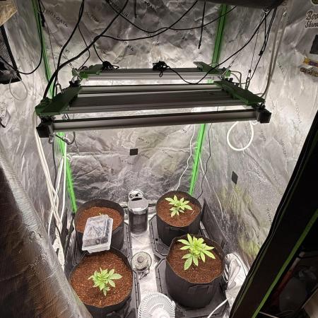 New money 💰  black amber x eye candy