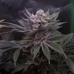 Joker 31