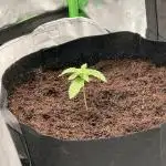 Lemonpaya coco fall 2025