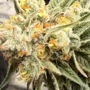 What’s her name? Wildfire.