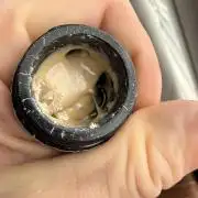 Lemonpaya coco fall 2025