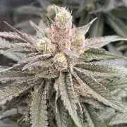 Mimosa