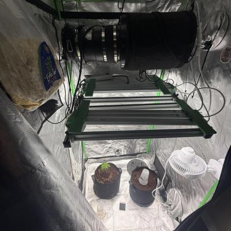 mellowz* grape gas x spritzer 2025