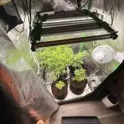 mellowz* grape gas x spritzer 2025