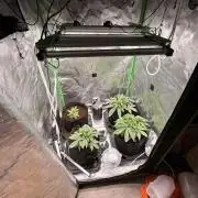 New money 💰  black amber x eye candy