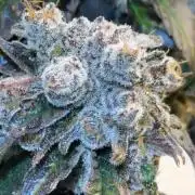 What’s her name? Wildfire.