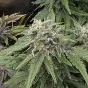 Lemonpaya coco fall 2025