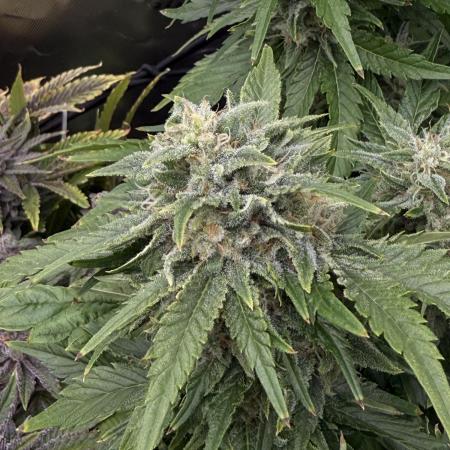 Lemonpaya coco fall 2025