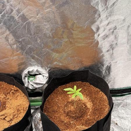 New money 💰  black amber x eye candy