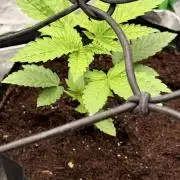 Lemonpaya coco fall 2025