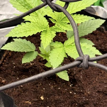 Lemonpaya coco fall 2025