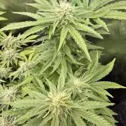 Lemonpaya coco fall 2025