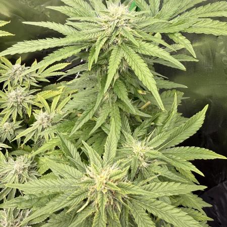 Lemonpaya coco fall 2025