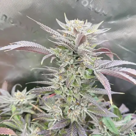 Joker 31
