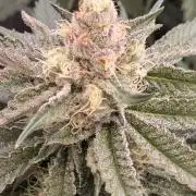 Mimosa