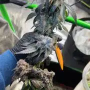 What’s her name? Wildfire.