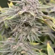 mellowz  2025  rosin run