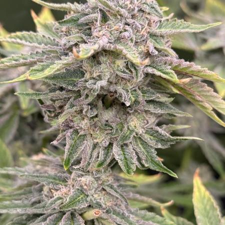 mellowz  2025  rosin run