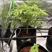 mellowz* grape gas x spritzer 2025