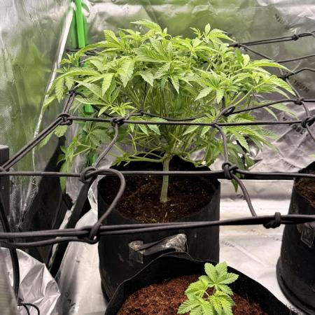 mellowz* grape gas x spritzer 2025