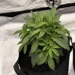 mellowz* grape gas x spritzer 2025