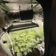 mellowz  2025  rosin run