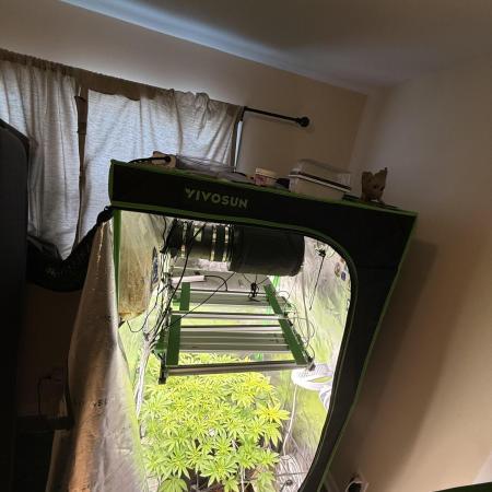 mellowz  2025 fresh frozen rosin run