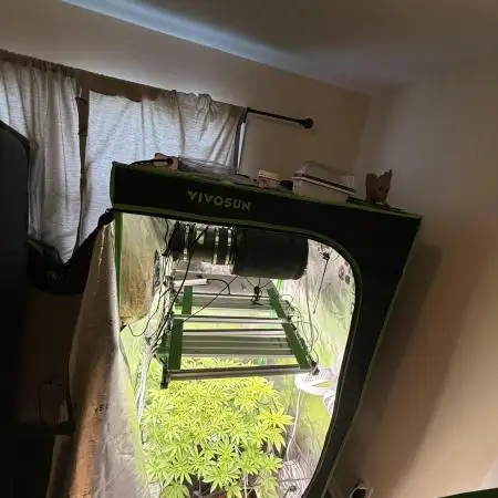 mellowz  2025 fresh frozen rosin run