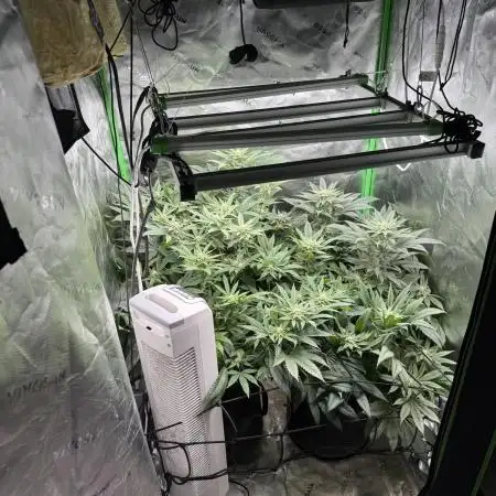 Joker 31