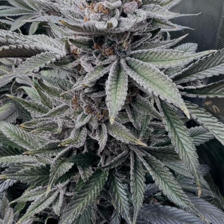 Joker 31