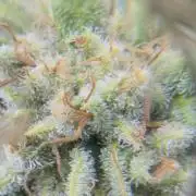 Lemonpaya coco fall 2025