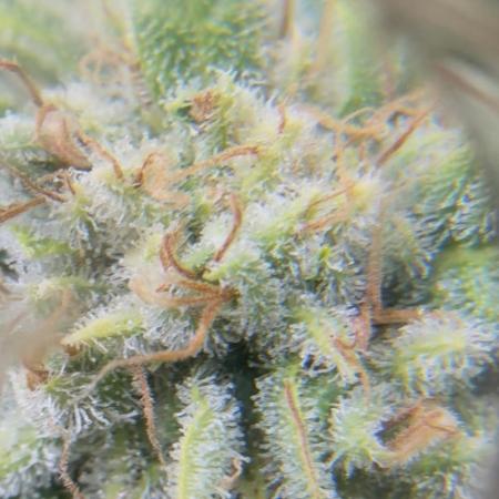 Lemonpaya coco fall 2025