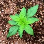 Golden Teacher