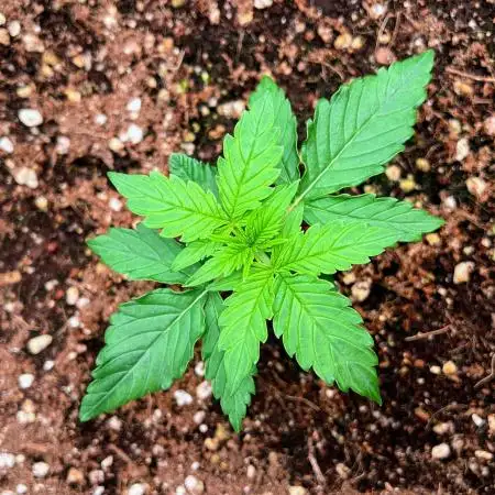 Golden Teacher