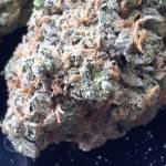 BRUCE BANNER AUTOFLOWER FASTBUDS 