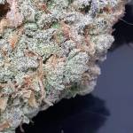 MIMOSA CAKE AUTOFLOWER FASTBUDS 