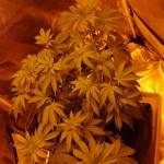 1st Grow White Walker Kush